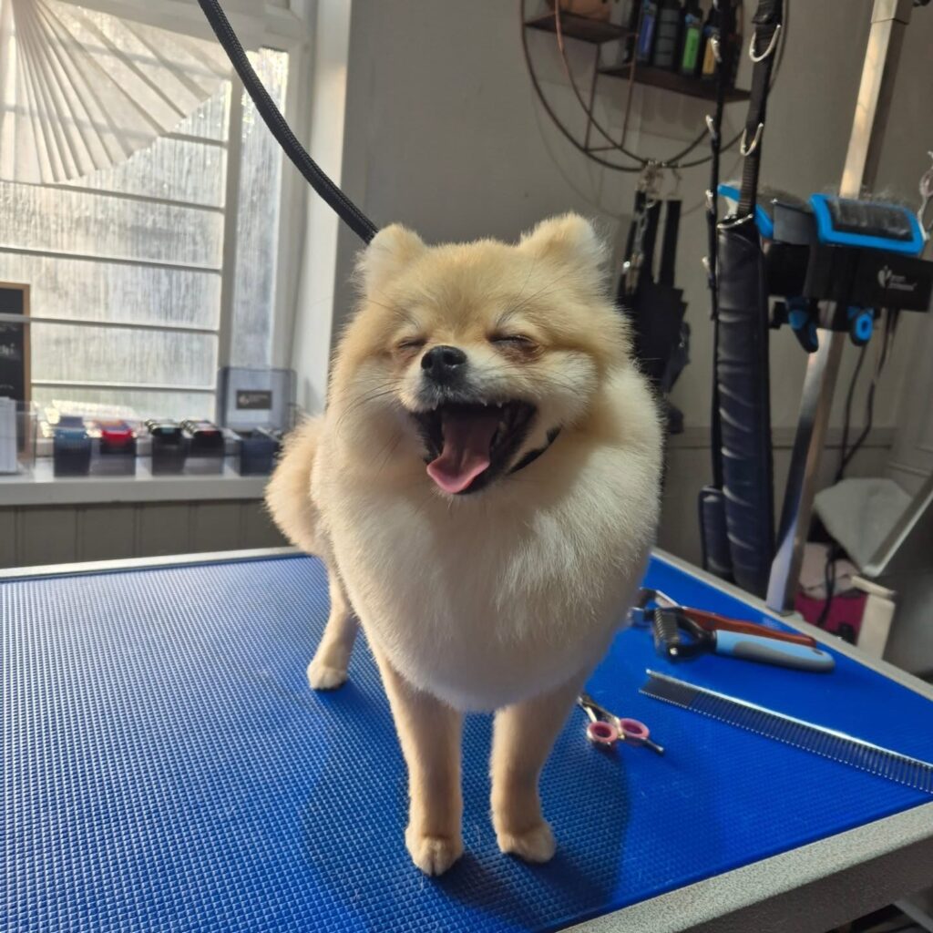 Smiling Pomeranian after grooming appointment