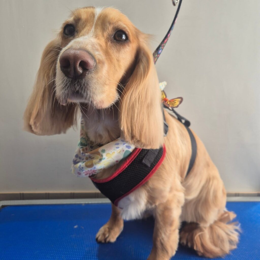 Cocker spaniel after grooming in Lichfield