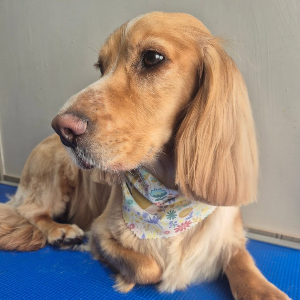 Cocker spaniel after grooming in Lichfield
