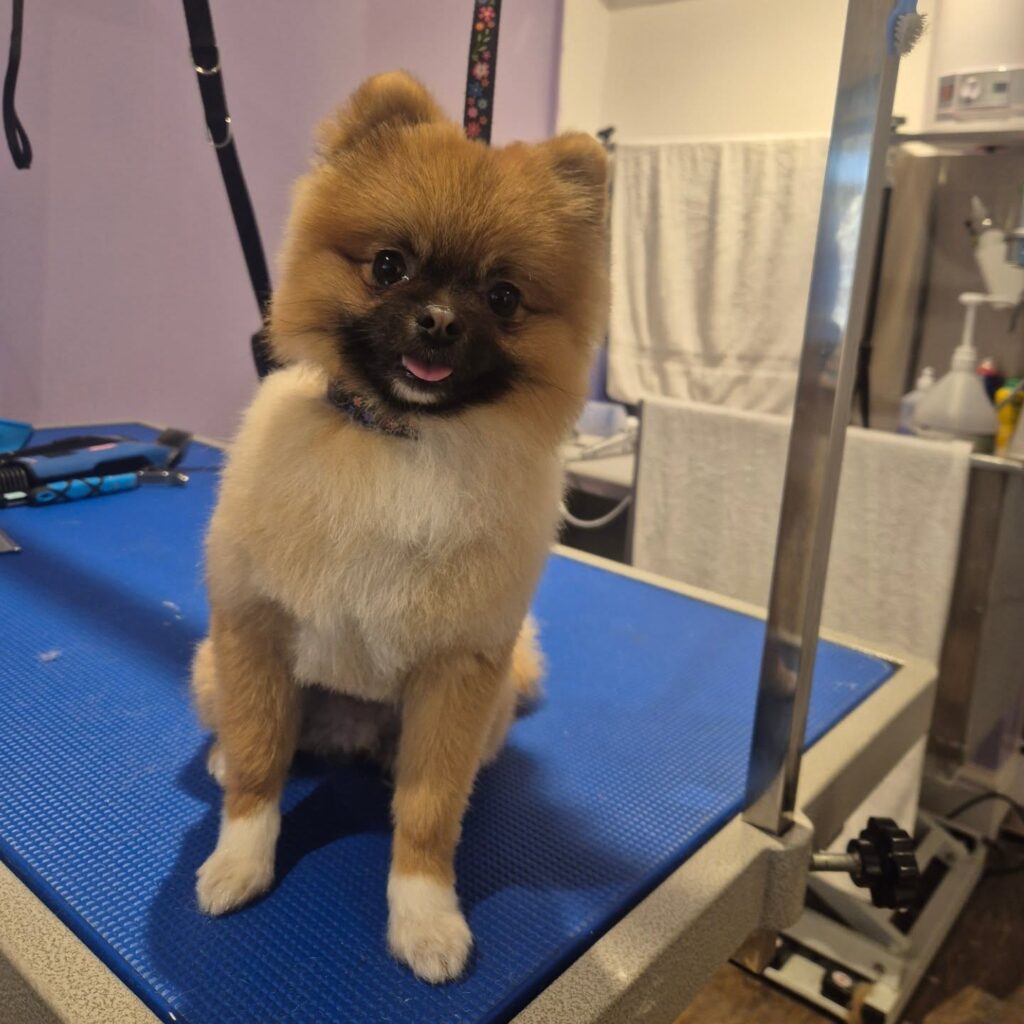 Pomeranian after grooming at Lavender Canine