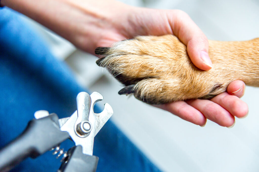 Dog nail trimming service in Lichfield