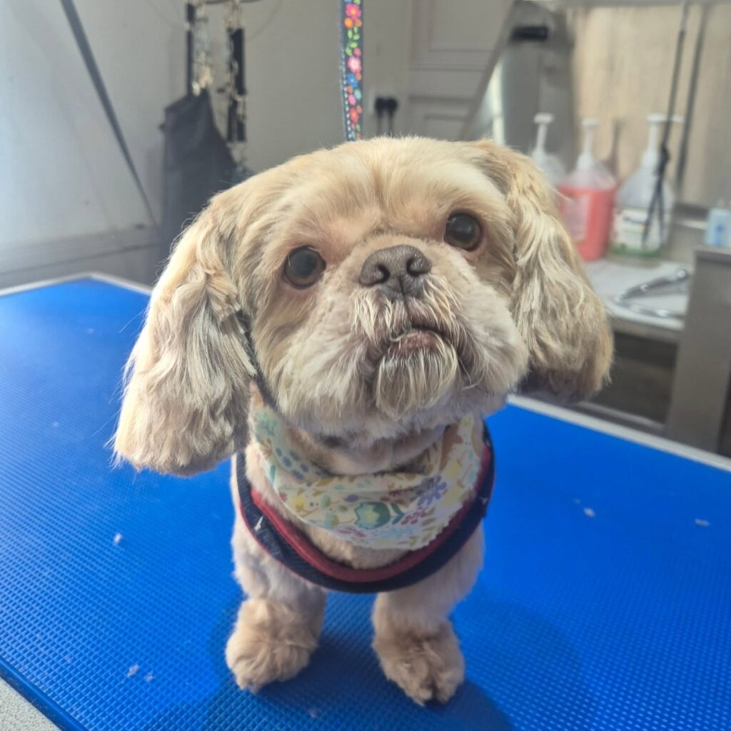 Small dog after grooming with bandana at Lavender Canine