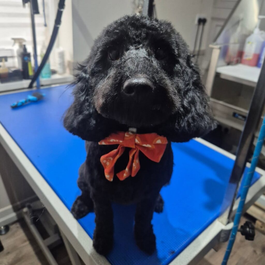 Black poodle after grooming at Lavender Canine Dog Grooming Spa in Lichfield