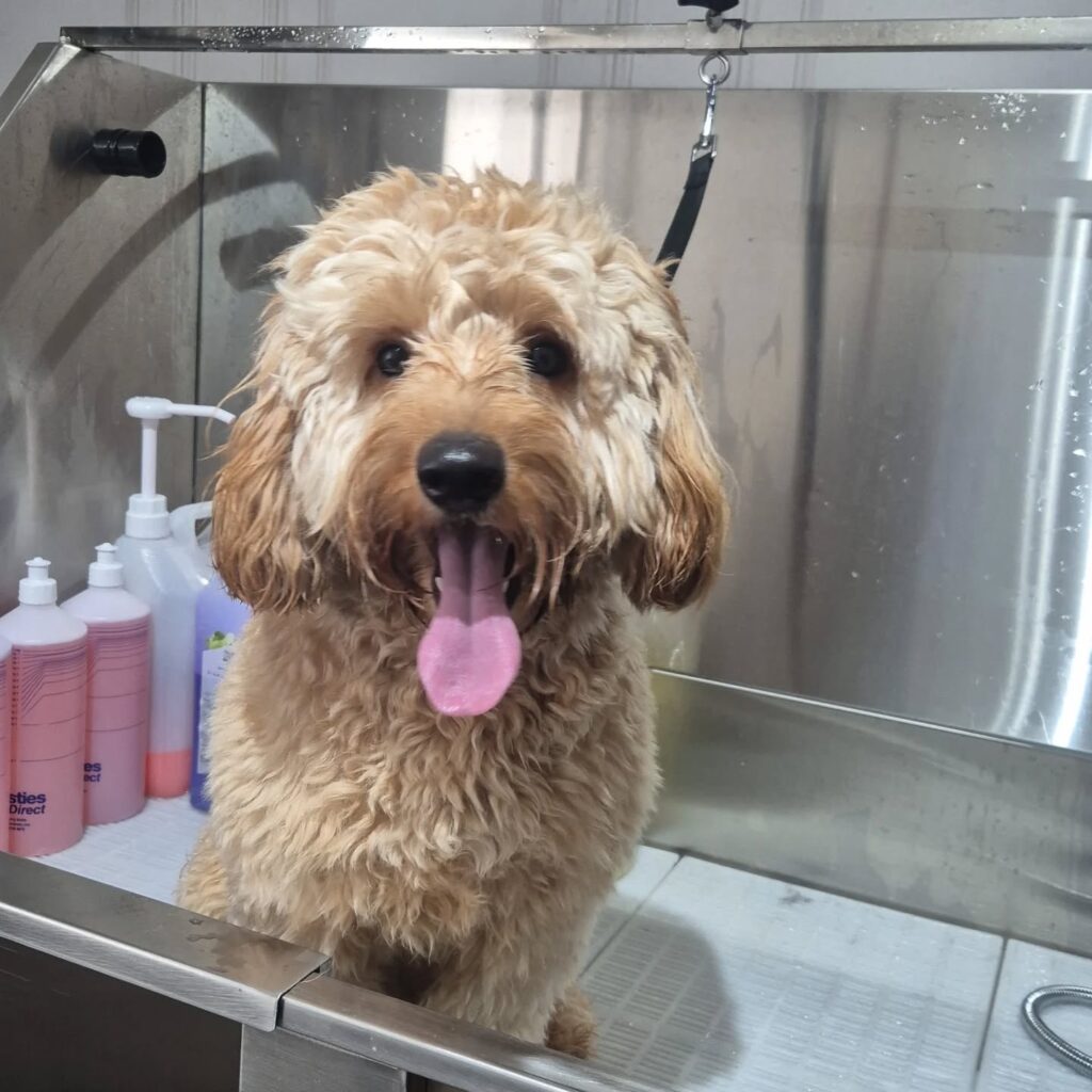 Happy cockapoo during a dog grooming appointment in Lichfield
