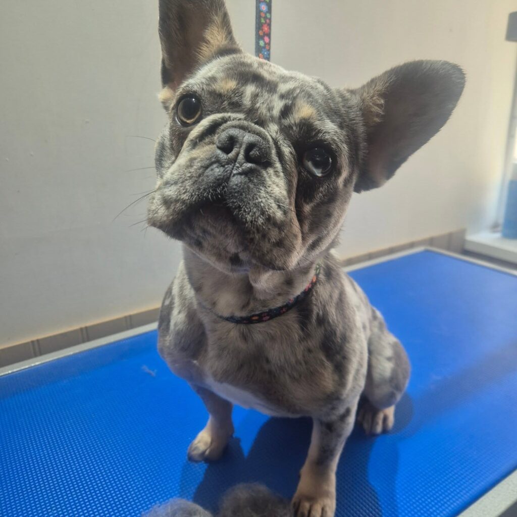 French bulldog at Lavender Canine Dog Grooming Spa