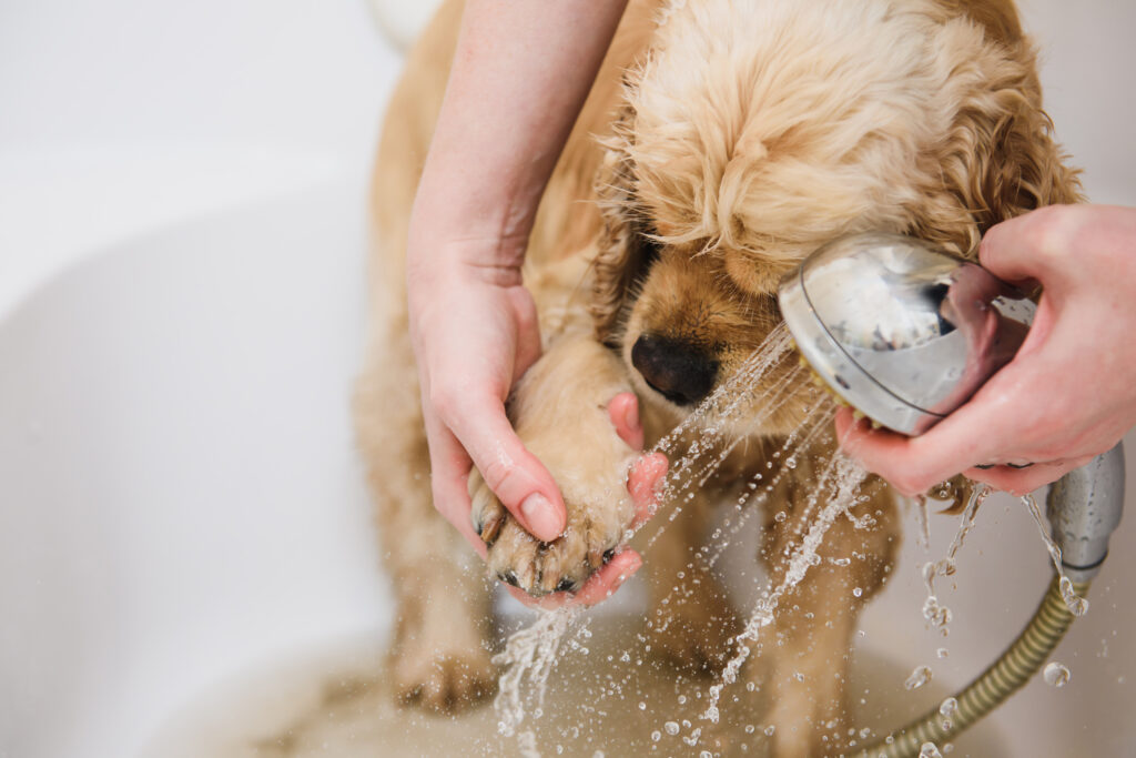 Dog bath and brush service in Lichfield