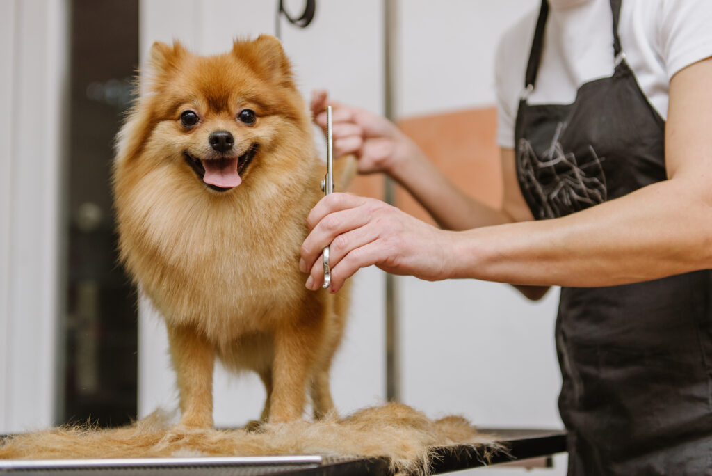 Pomeranian scissor tidy at a dog grooming salon