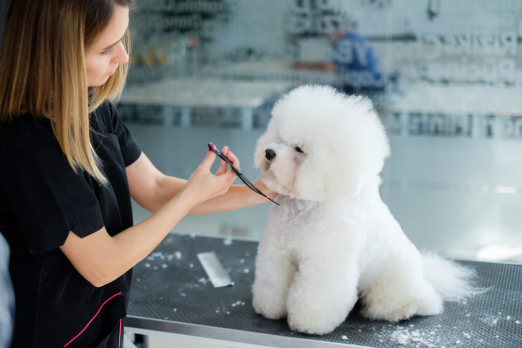 Professional dog grooming for a white dog in Lichfield