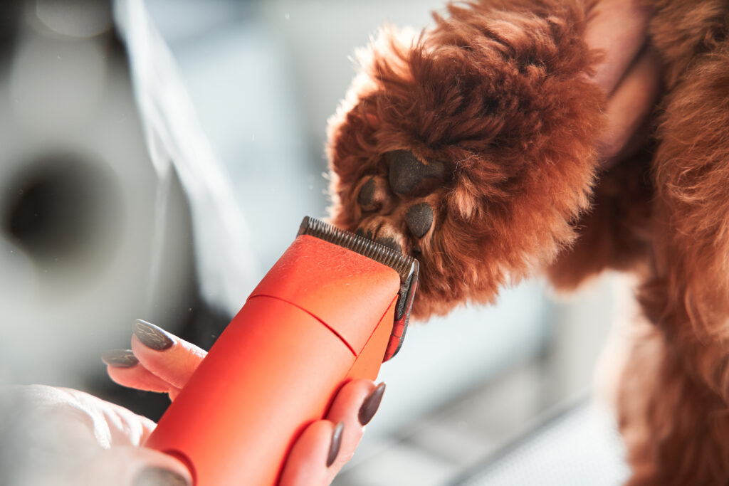 Dog clipping service at Lavender Canine Dog Grooming Spa