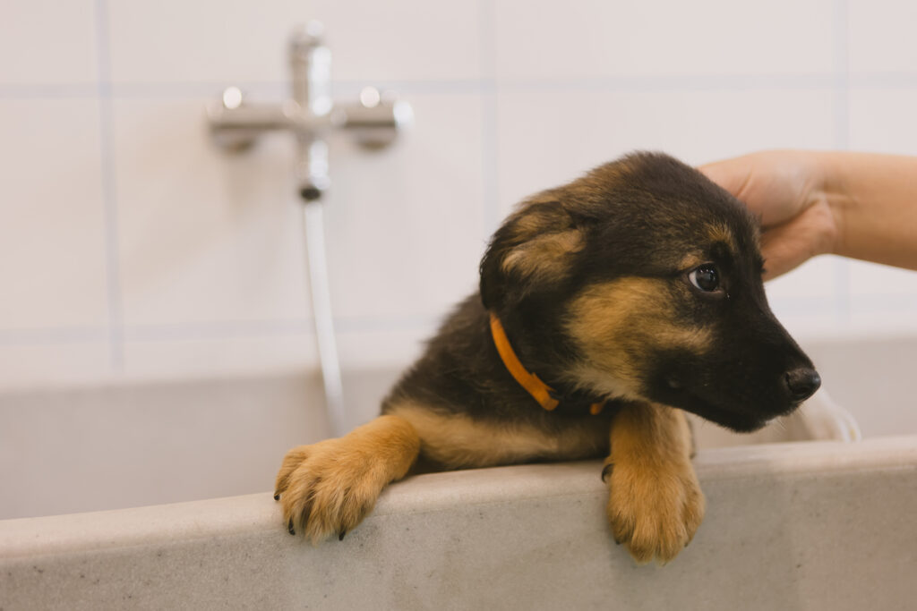 Puppy introduction grooming appointment in Lichfield