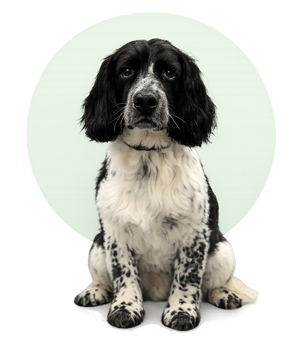 Spaniel dog grooming image