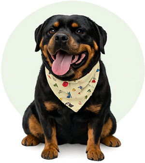 Rottweiler wearing bandana after grooming